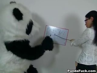 ยั่วยวน คุณครู สำหรับ libidinous panda หมี